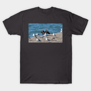 Double-crested Cormorant With A Flock Of Gulls T-Shirt